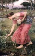 Narcissus